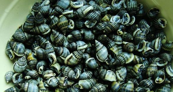 含剧毒无解药，这种东西不能吃，高温烹煮也无用，误食极可能死亡海鲜这种东西因为