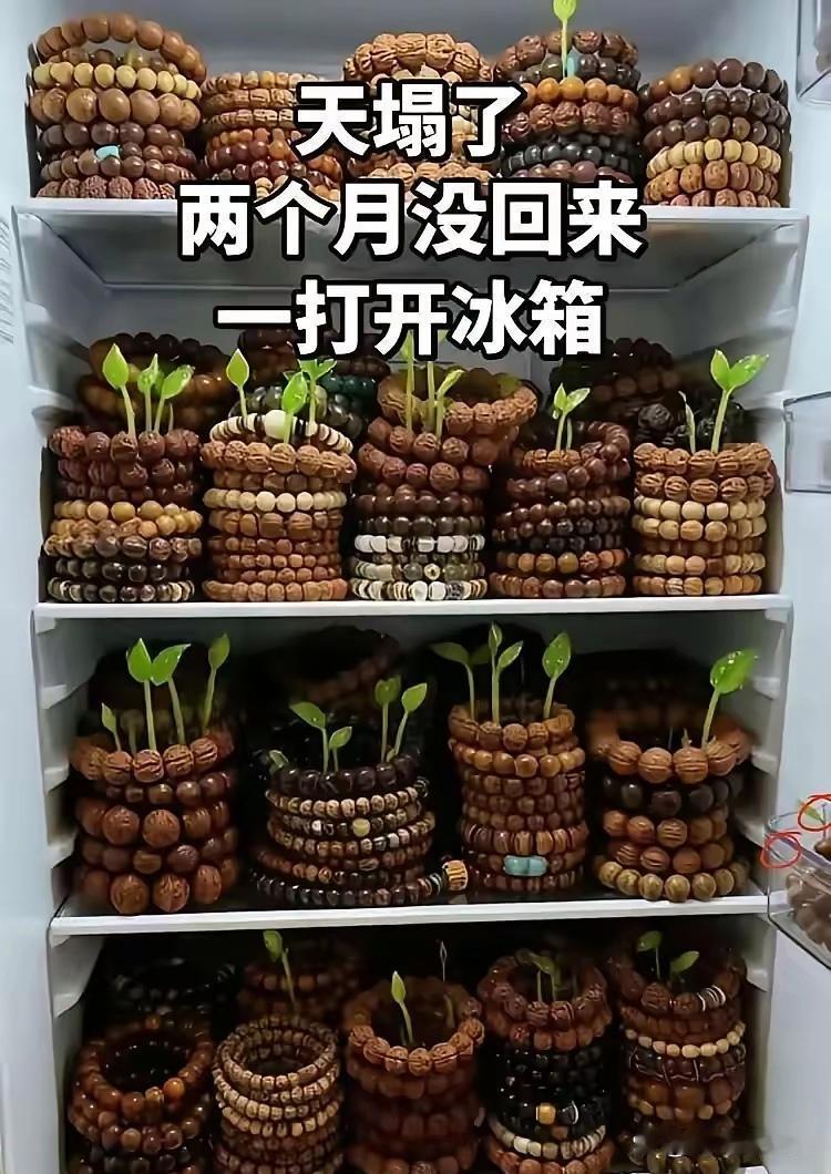 花重金打造出来的，如今长草了，我该怎么办[哭哭]