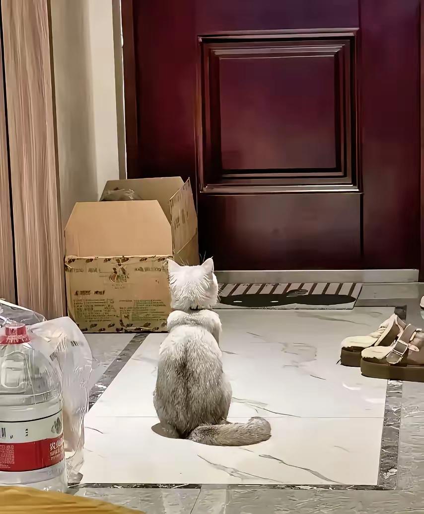 太可怜了，一对90多岁的夫妻先后去世了，他们的子女们把猫咪从家里赶出去。然后房间