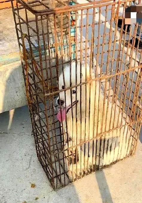 铁笼一提，那只白毛的大狗慌得直撞，三年情分缩在窄笼里吐着舌头。女儿抱着笼门哭到