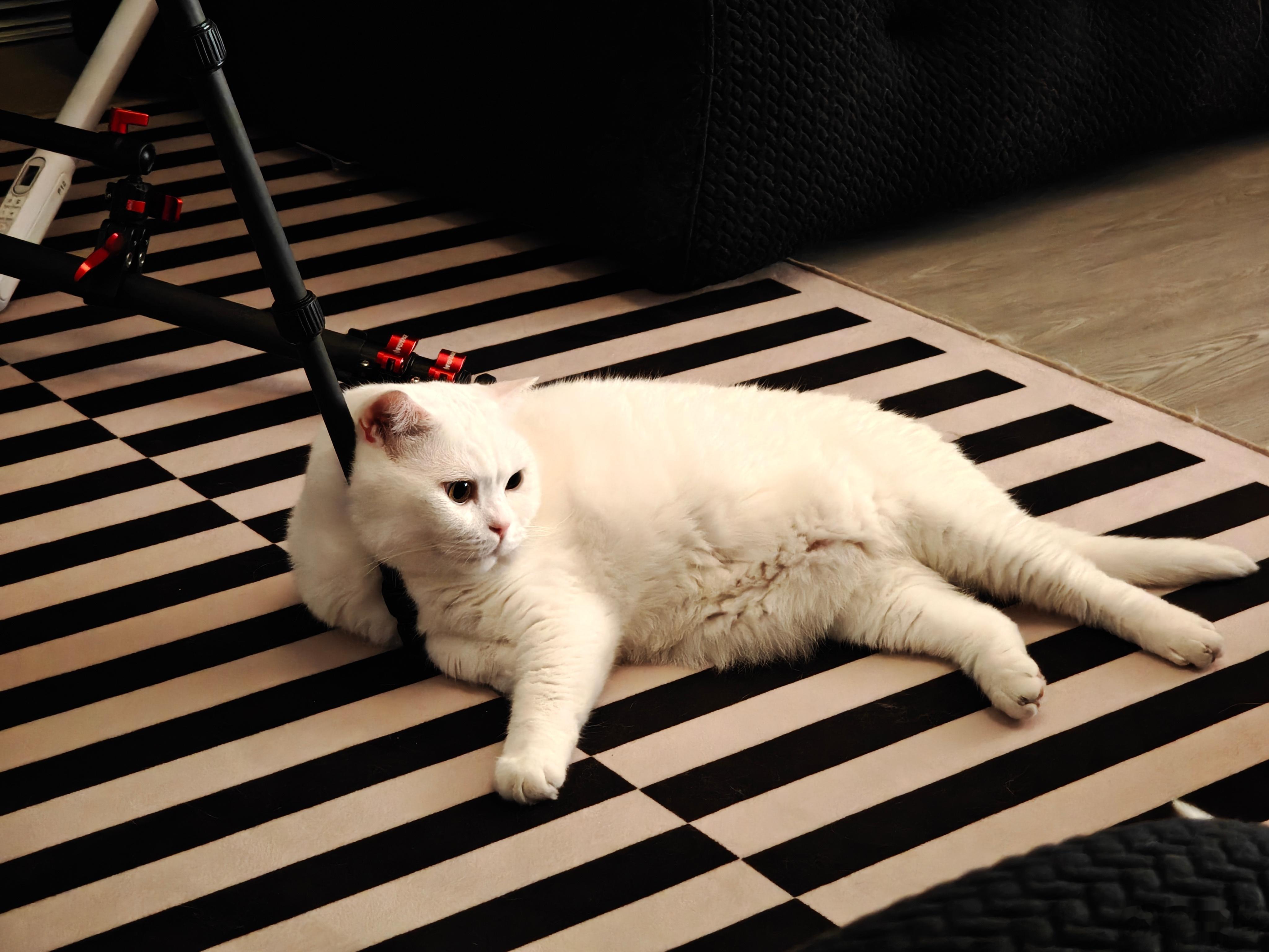 亲子看电视时间🐱​​​