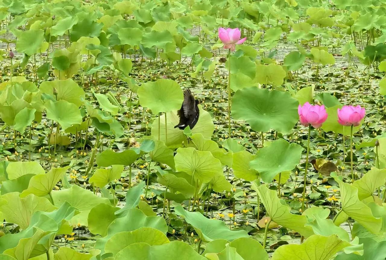 诗经第一花——荇菜窈窕淑女，君子好逑。参差荇菜，左右流之。这就是《诗经》里