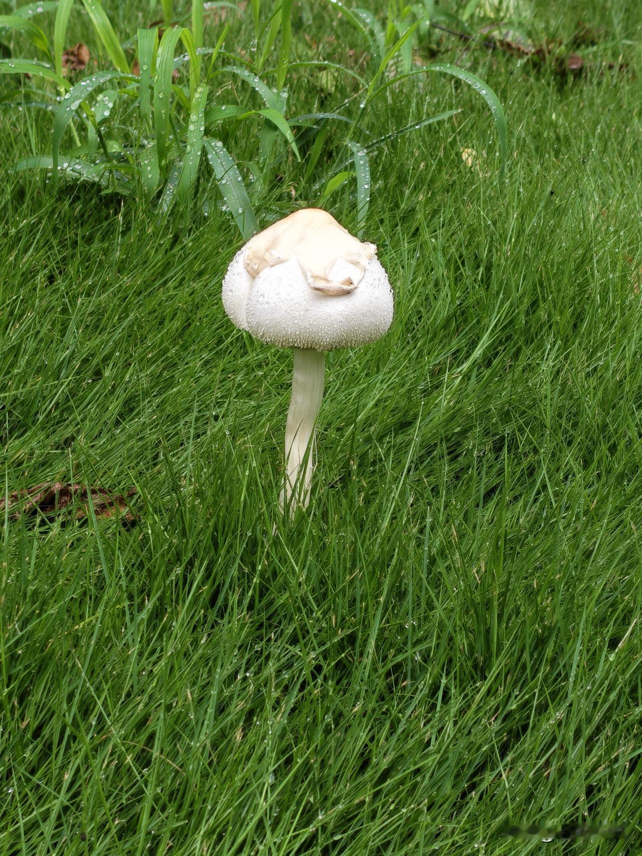连续下了一周的雨，下的人都要发霉了，家里的阳台晾的都是衣服，烘干机都用上了。