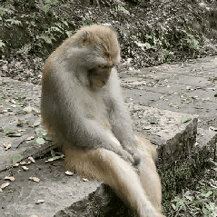 每天一条冷知识吼猴体重通常只有7~10千克，却能发出老虎般低沉、喉音浓重的咆哮