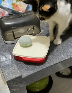 小猫咪能🈶什么坏心思呢～