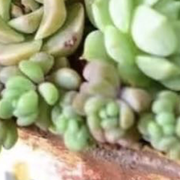 0000sorry我担就这么争气多肉植物的种植方法1、土壤选择想要种植多肉，就