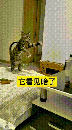 这视频我反反复复看了好几遍，愣是没瞧明白它到底在干啥。小猫站在床上直愣愣立起来