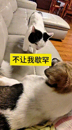 我看了好几遍这段视频，本来小猫是想去跟狗狗亲近亲近，稀罕稀罕它嘞。谁知道狗狗不领