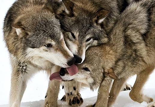 狼王的一生有多悲催？一位60多岁的老猎人告诉我，大部分人不知道，一只野狼当上新狼