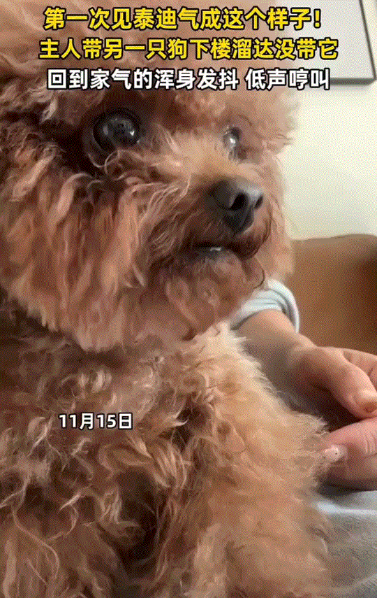 一狗主人发视频称，这天他因带着另一只狗下楼溜达，没有带上他家的小泰迪，结果遛完另