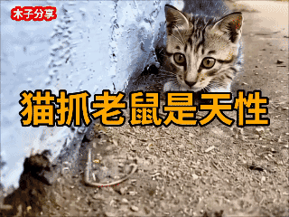 猫咪天生抓老鼠的本领，不用教天生就会！🐀🐈