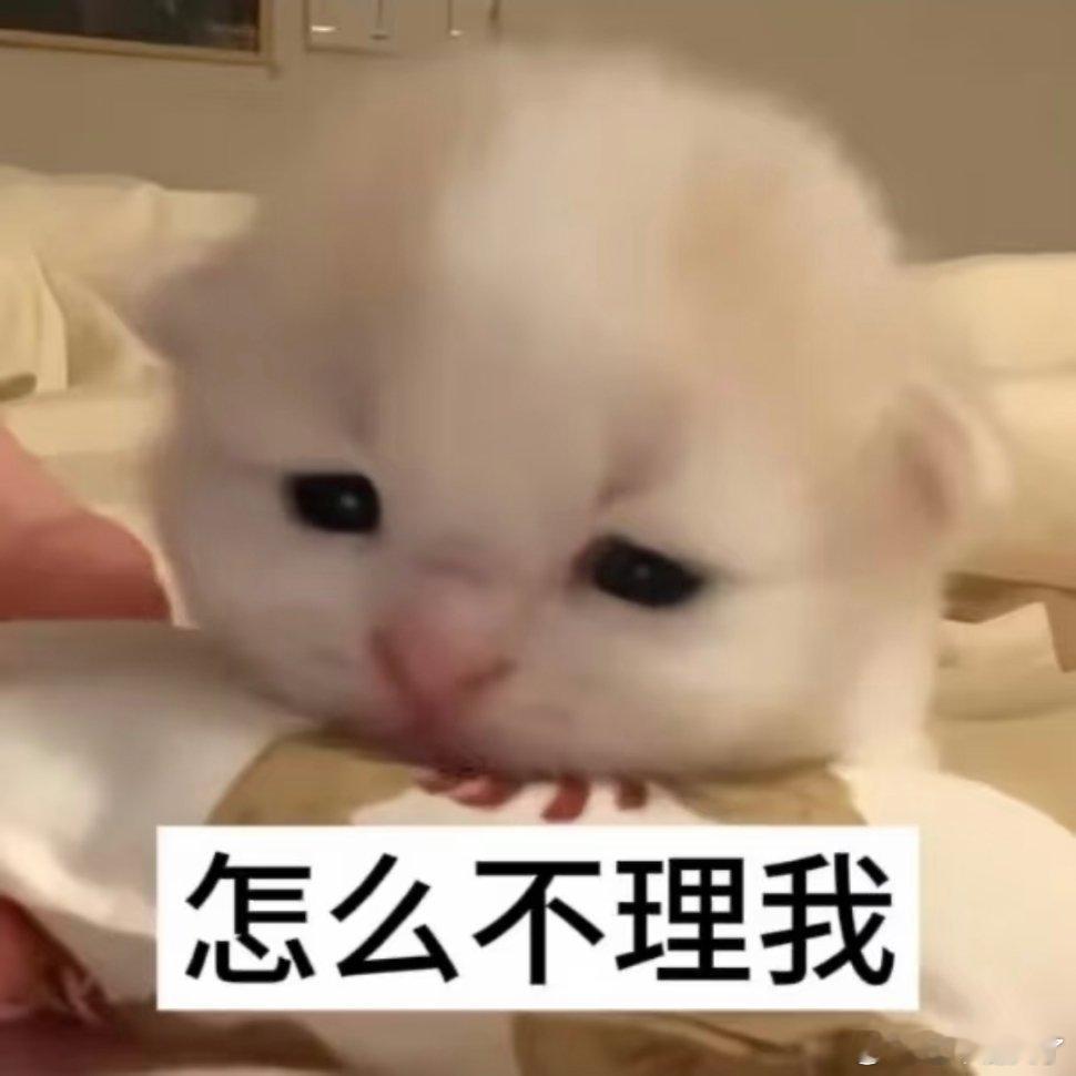 可爱猫咪表情包。