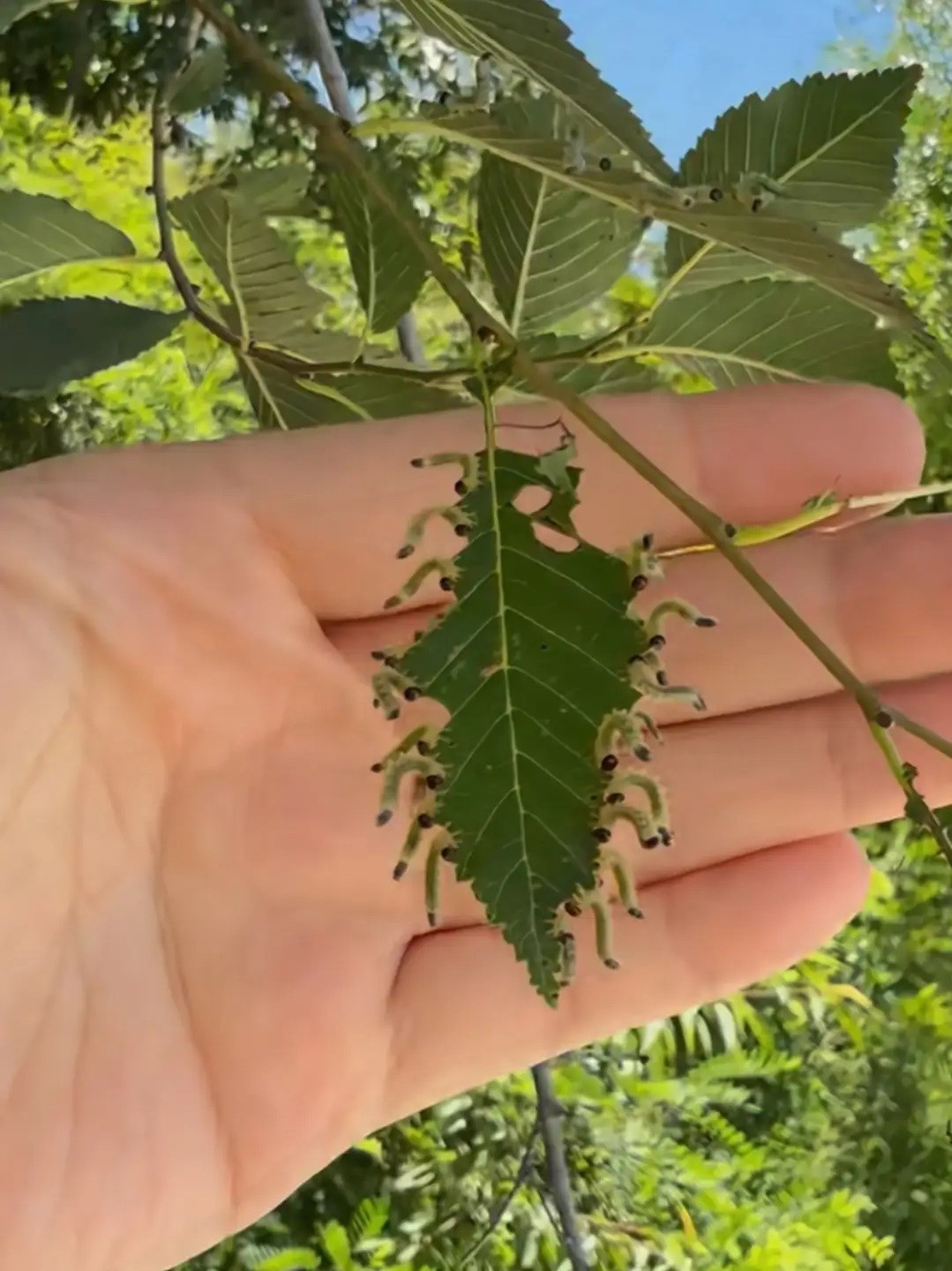 好可怕的虫子