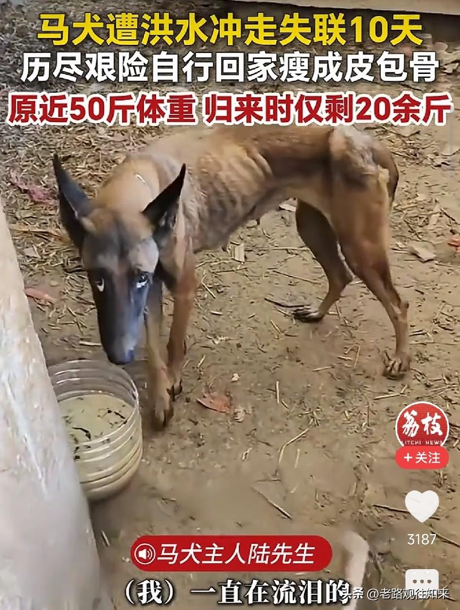 太戳心了！广西，马犬被山洪冲走10天，主人沿河找了几天几夜以为它已经不在了，第1