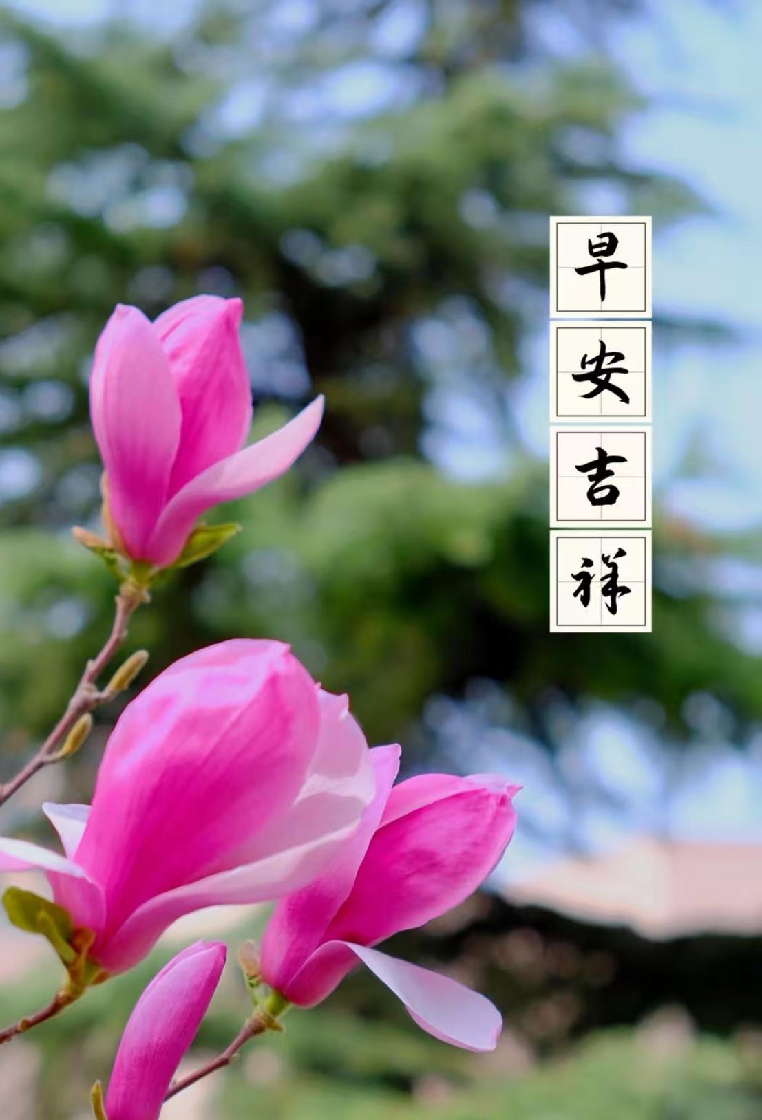 人生如茶需慢品，苦盡甘來是精華，清晨問候送祝福，吉祥快樂是贏家，願您今天