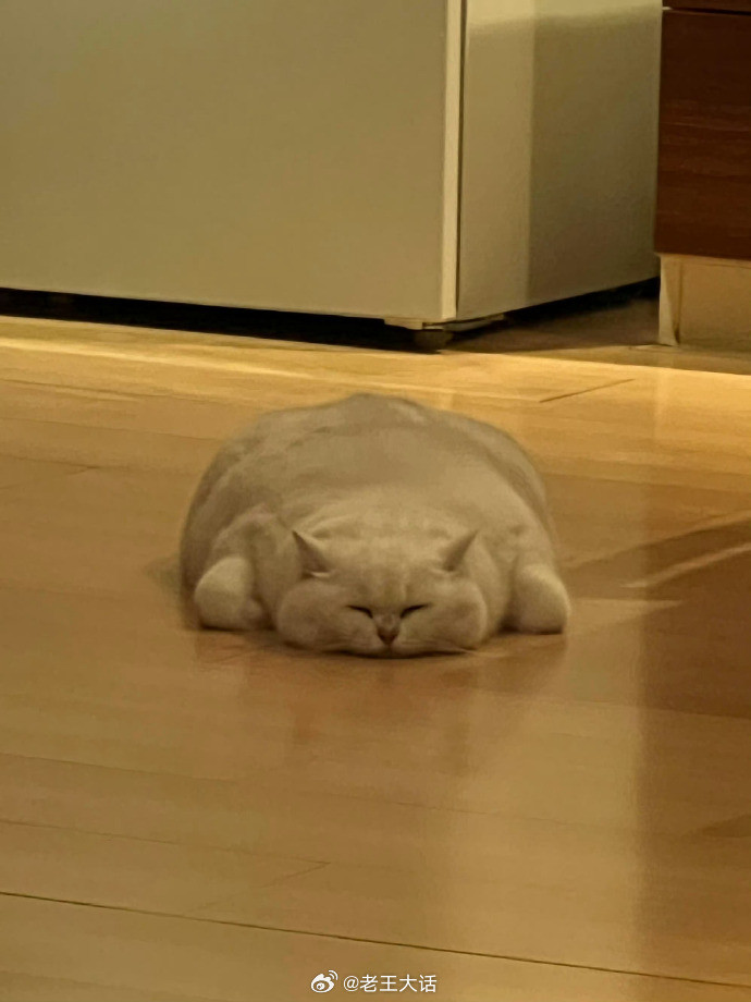 一摊猫饼​​​