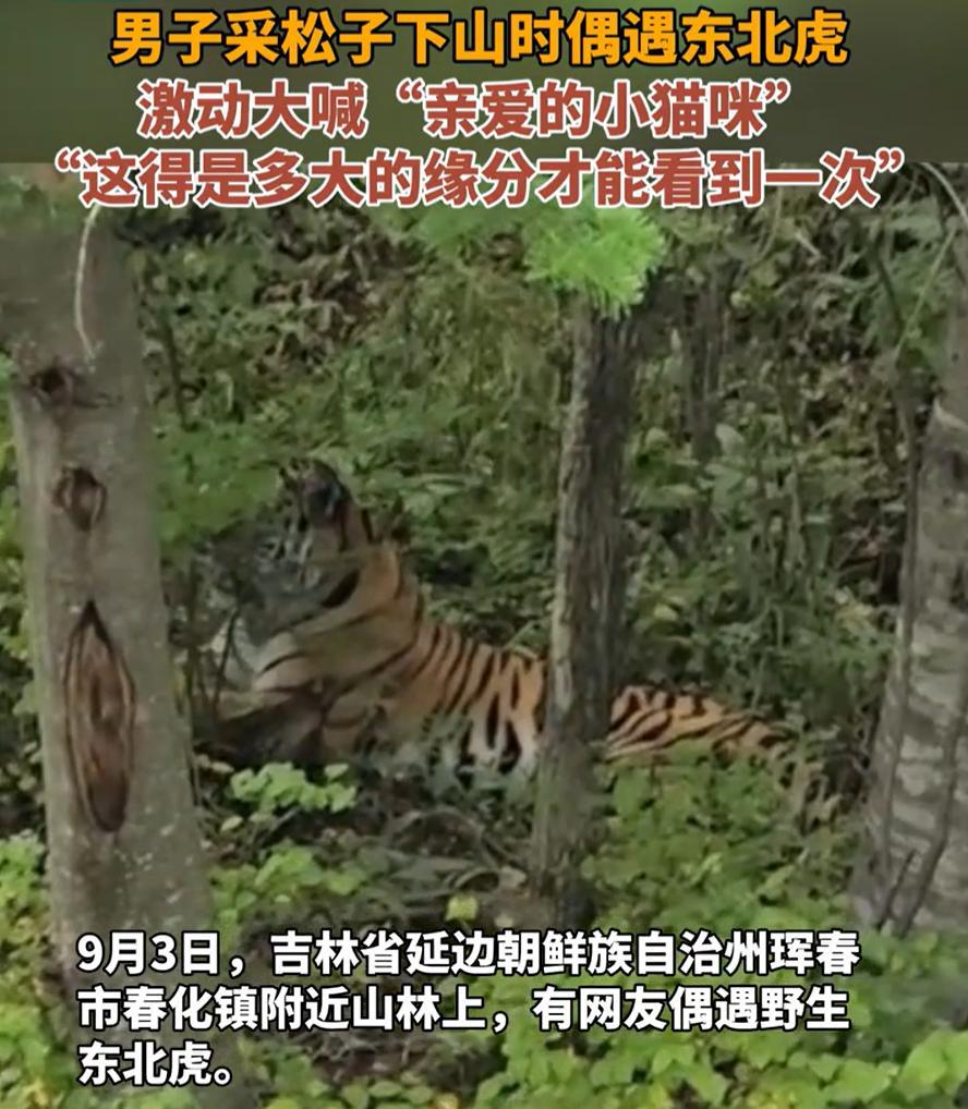 吉林珲春，一男子采松子下山时，突然看到旁边的树林中有动静，仔细一看竟然是一只东北