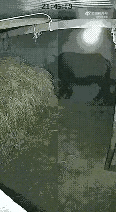 这个牛简直就是神牛，护主的牛，简直就是动物消防员，机智勇敢，这样的牛主人应该好好