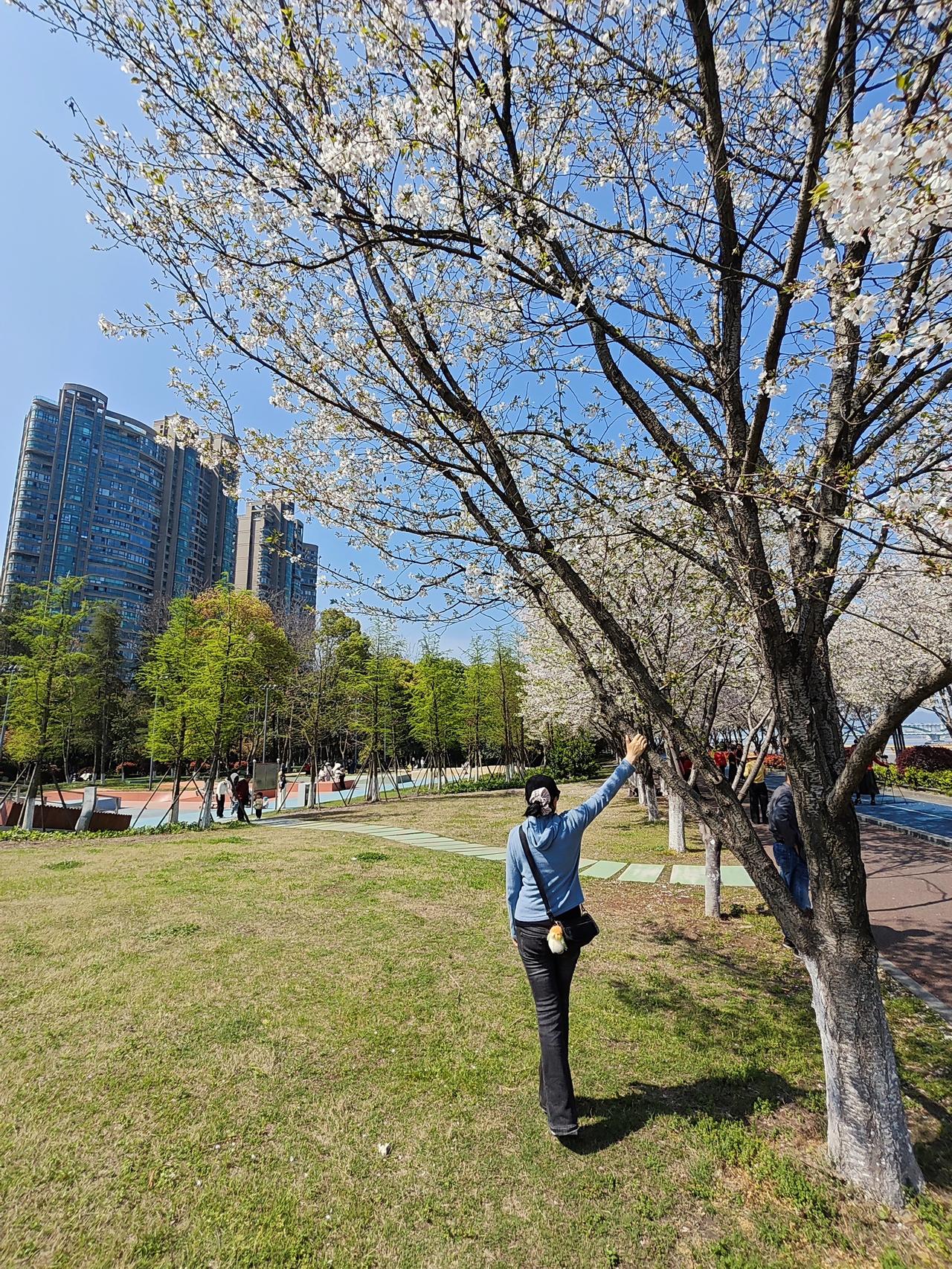 杭州真的是一秒变夏天，前几天钱塘江闻涛路最美跑道樱花还没有全开，只有星星点点的几