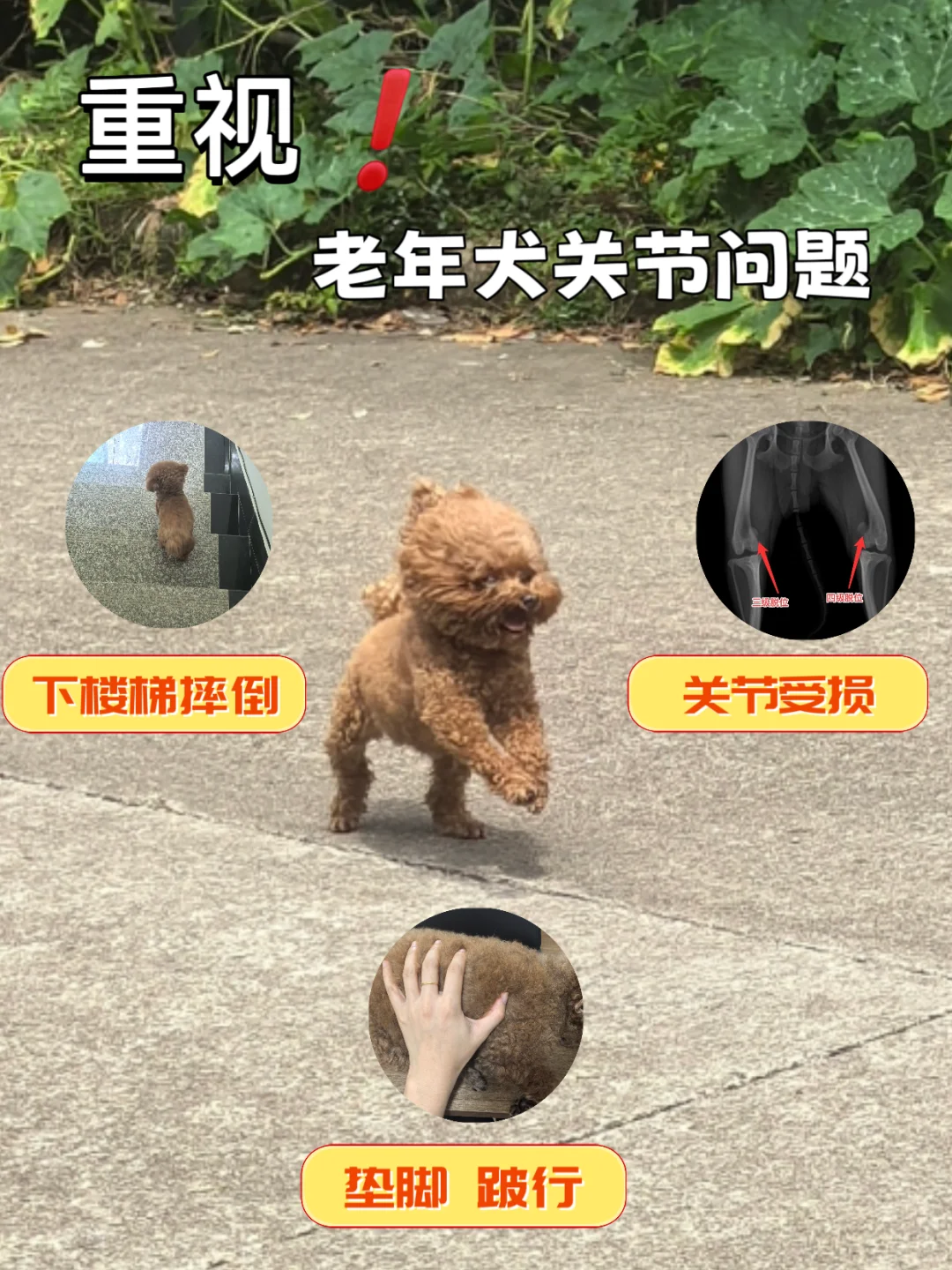 家有10岁老泰迪，关节问题要重视‼️