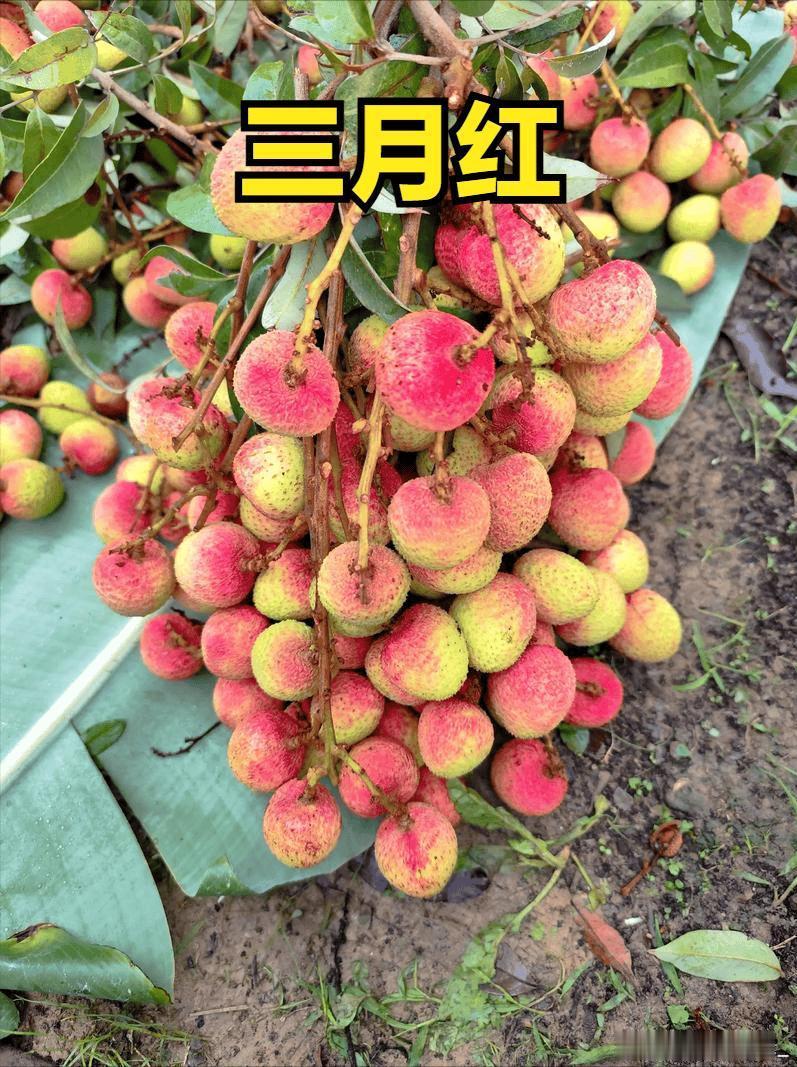 荔枝荔枝原产中国岭南，无患子科热带名果，主产区：广东（全国产量第一）...