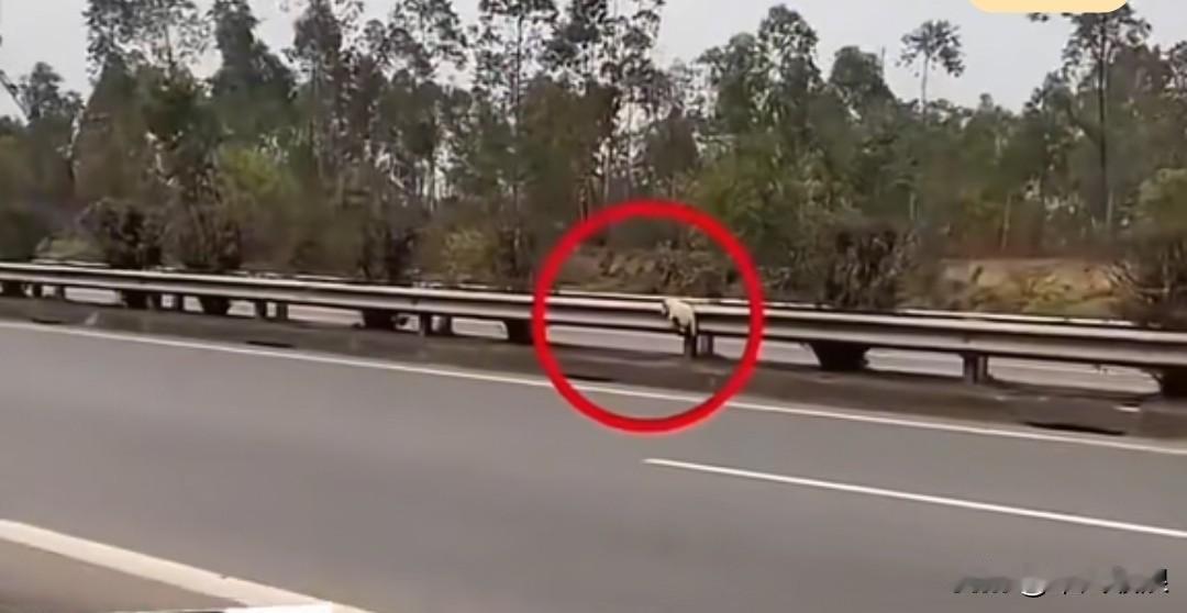 一只小狗被主人绑在高速公路的隔离带上，默默等待死亡降临。它的四肢被捆住，连嘴巴也