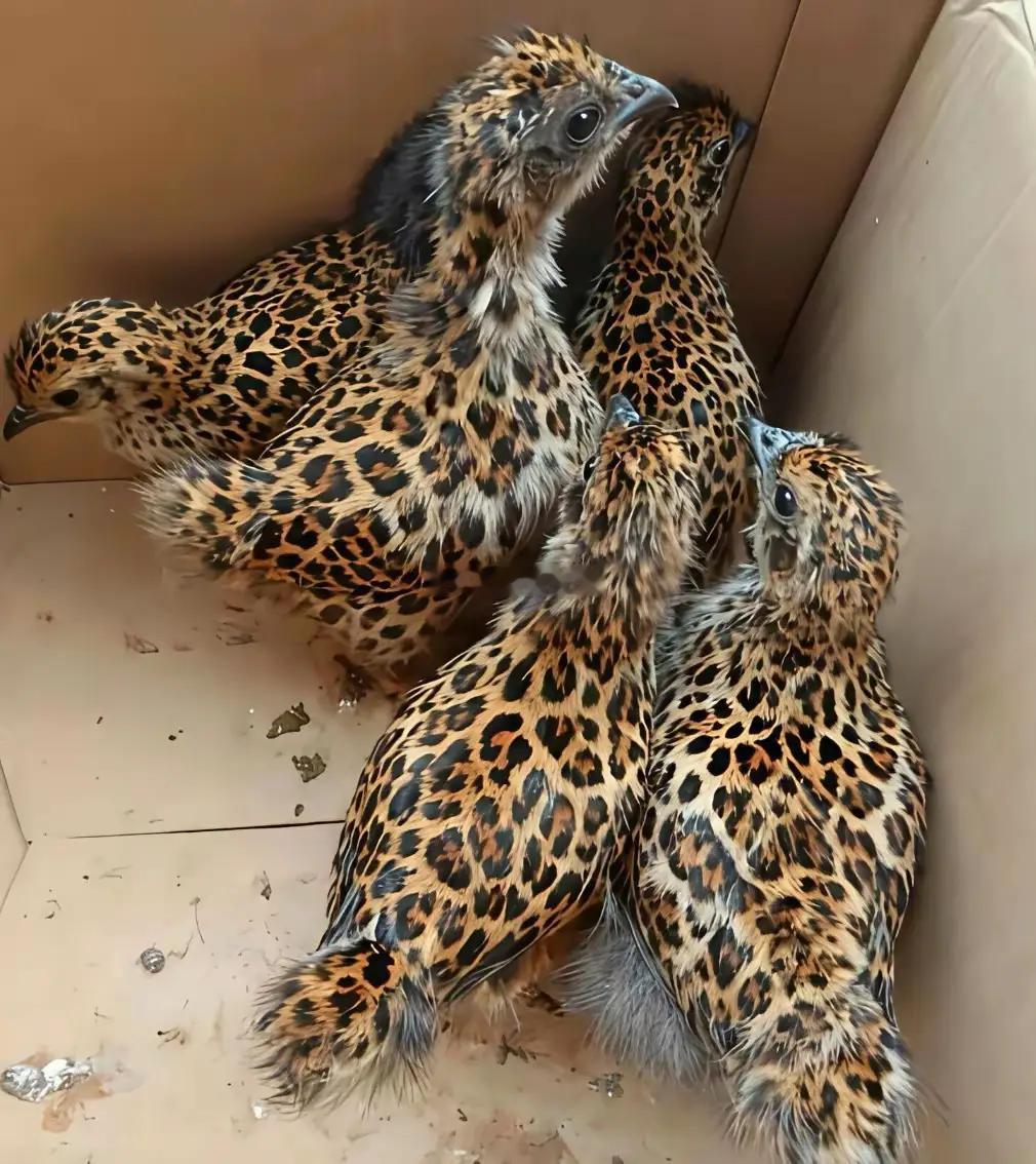 网上买的鸡发货了，怎么看着不太对劲？