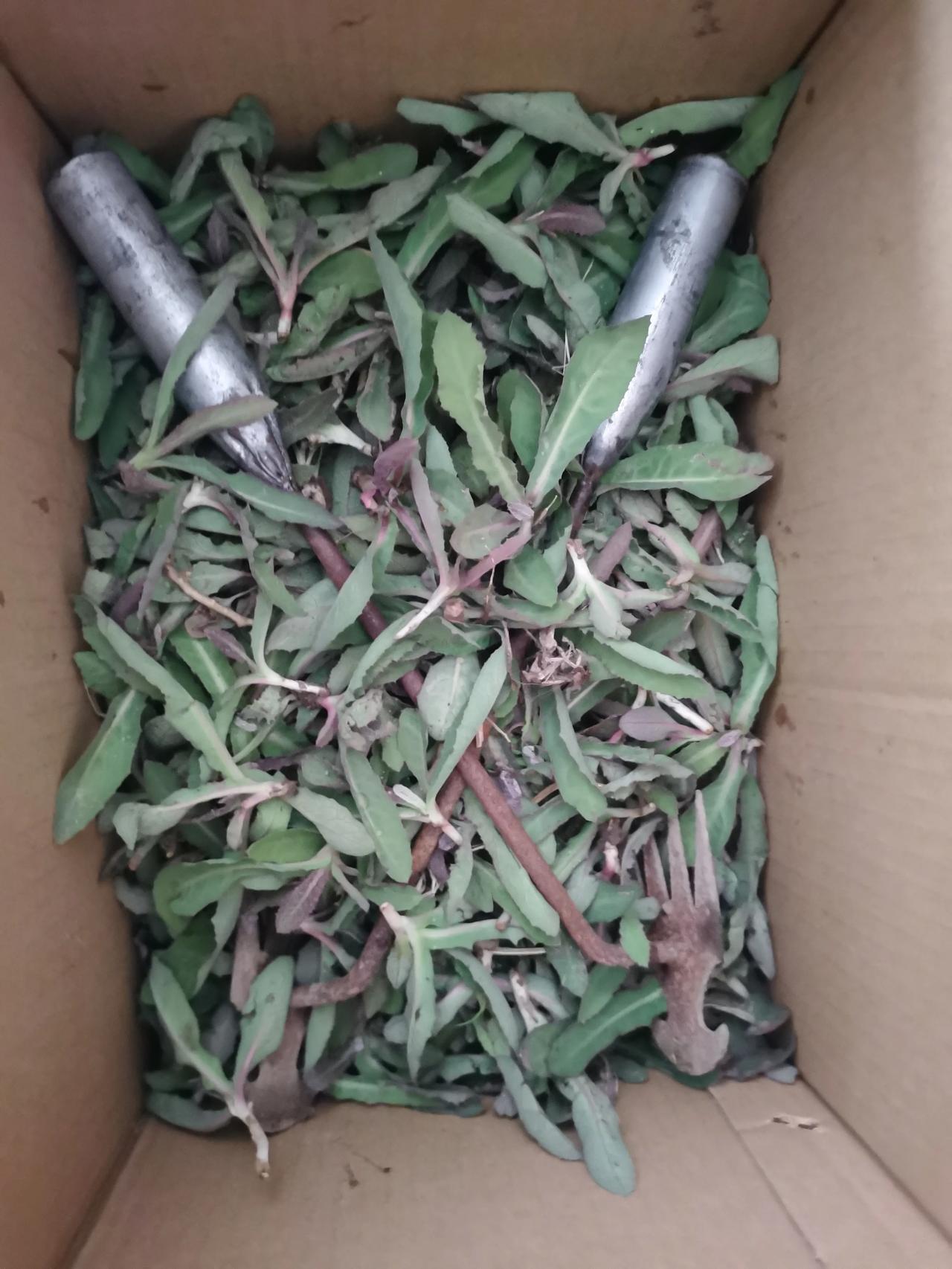 为了吃点曲麻菜今天去挖了，一直没有时间去，今天周日拿起工具出发中心友好图书馆，旁
