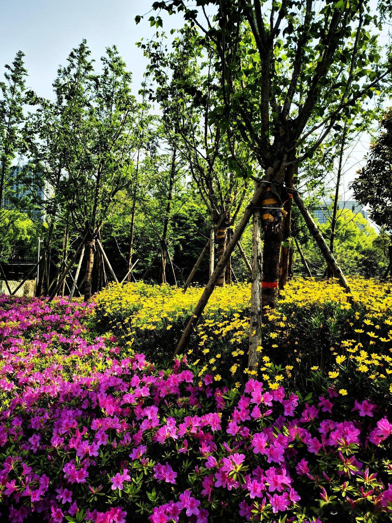 樱花谢了，春天还在。春色正浓，阳光和煦，花开浪漫，漫步宁波高新区的氧气公园—