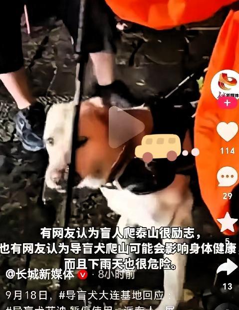 芬迪被连夜接走。大连基地的车昨晚十点到北京，把那条陪盲人夫妻冒雨爬完六千级泰山