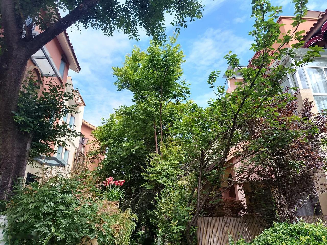有件事情一直想不清楚:在疫情期间我得了场感冒，封闭管理人员硬是不准我去买感冒药吃