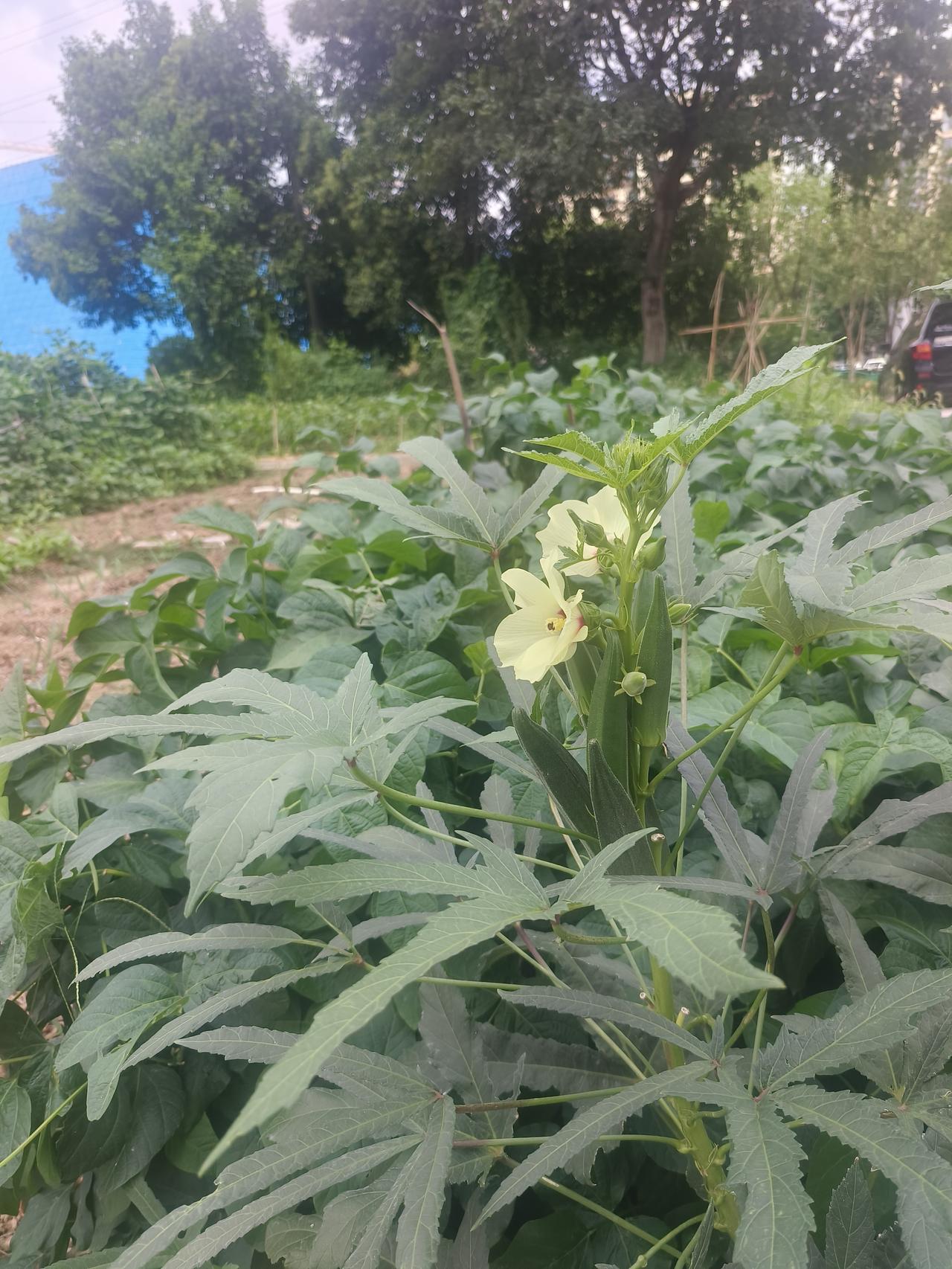 有件事情我真的没有骗你，那就是真的很喜欢你。有时候两个人相处，不好意思说出口的