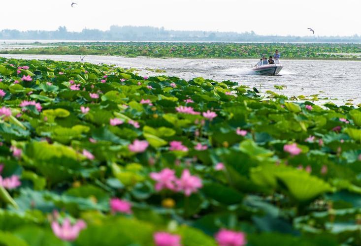 湖北“洪湖”并不是人们想象的那么浩瀚，而只是一个普通的小湖，是这样吗？洪湖水浪