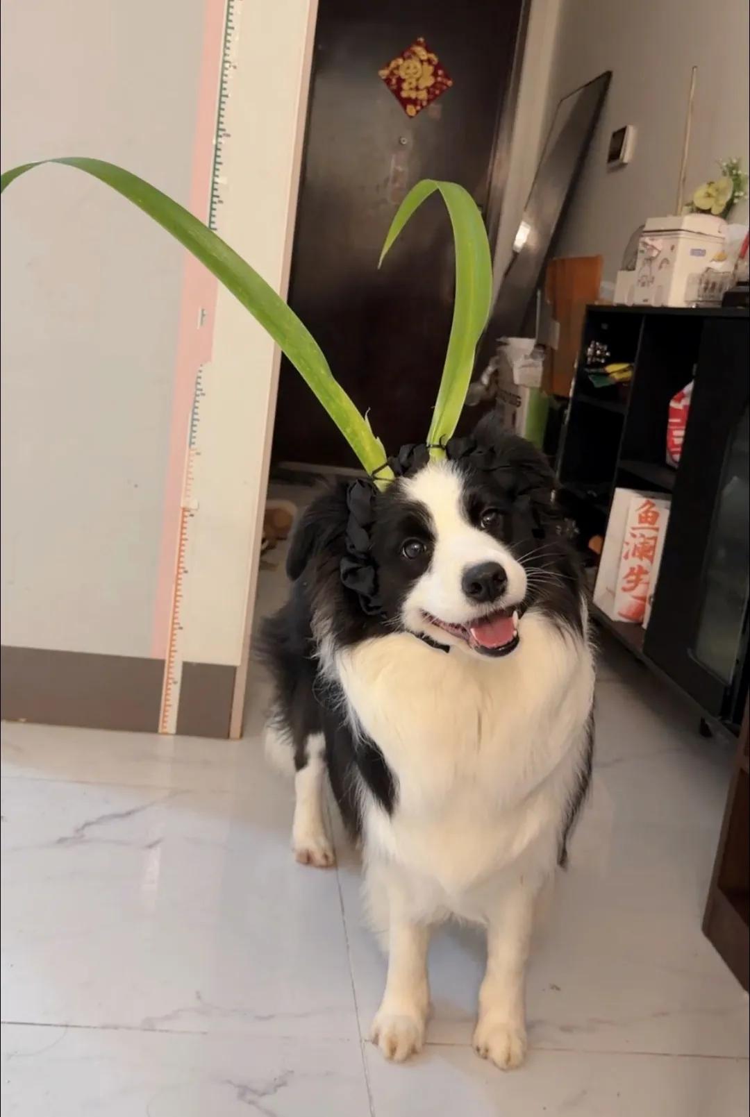 我家狗子模仿古装剧中的造型，帅不帅？