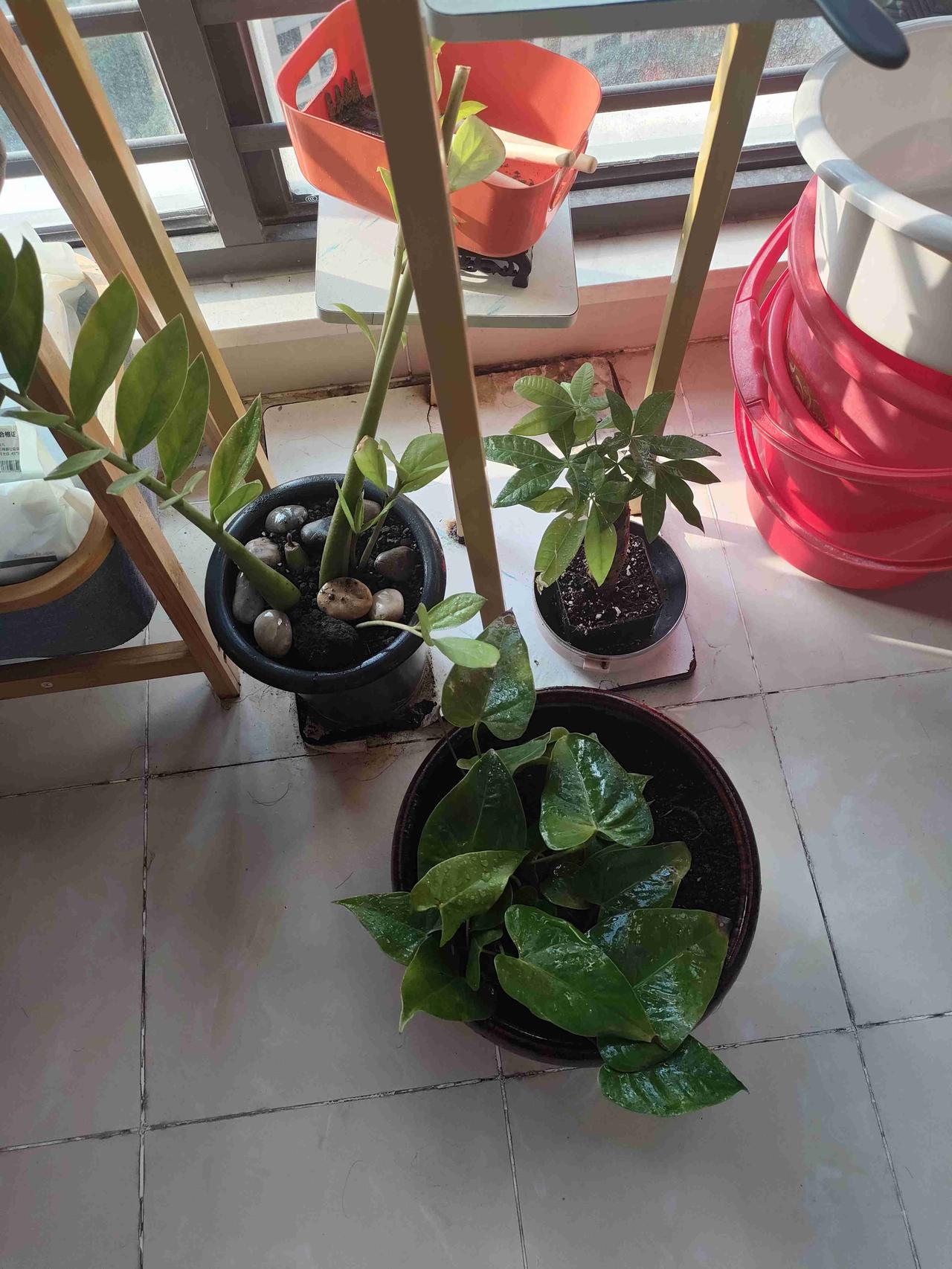 我的今日状态：😁轻松愉快我这里的天气：☀️晴天养花打卡第三天