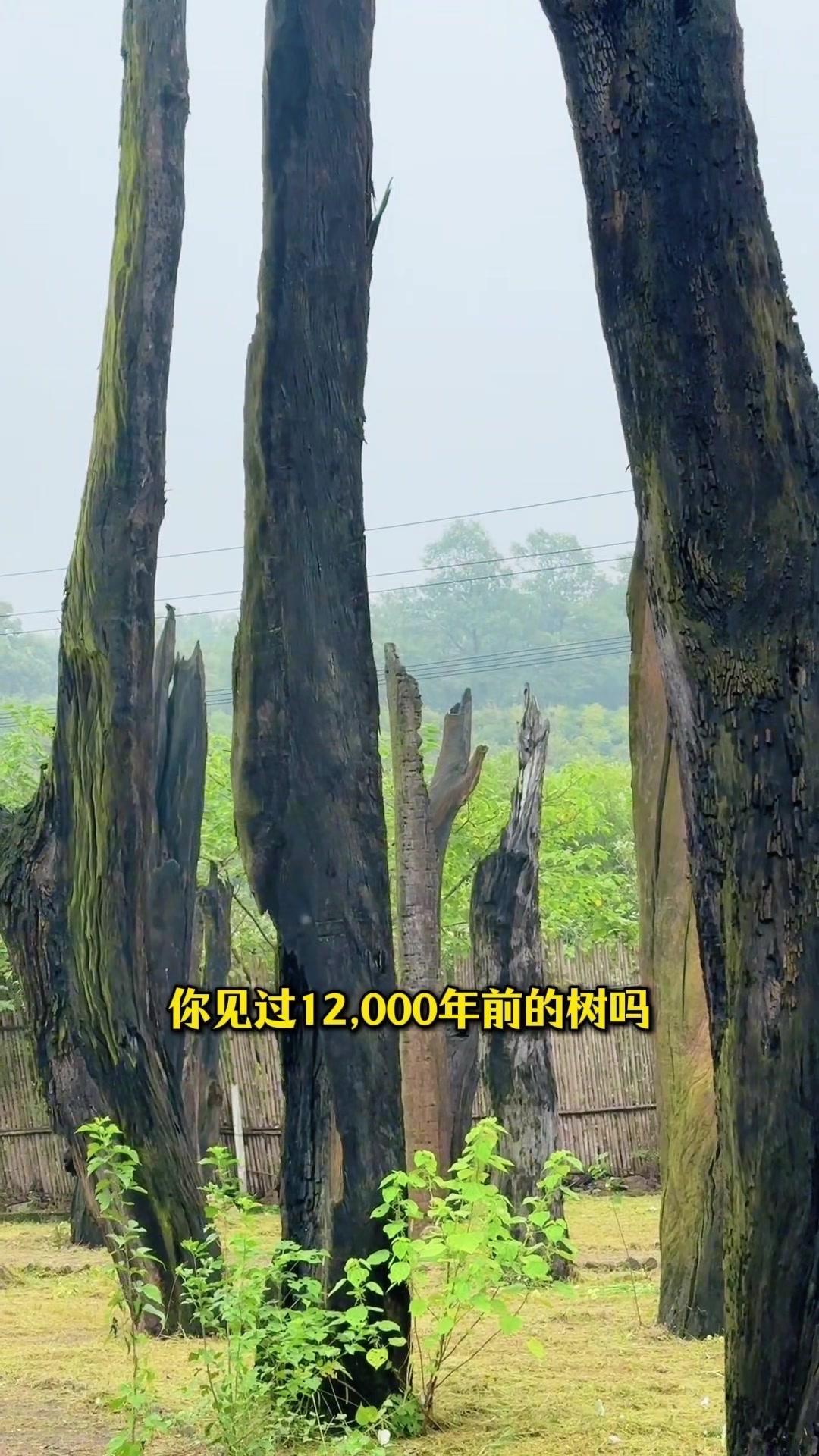 🌳在河南南阳桐柏山龙潭河景区里，藏着国内目前面积最大、数量最多的乌木林，占地2