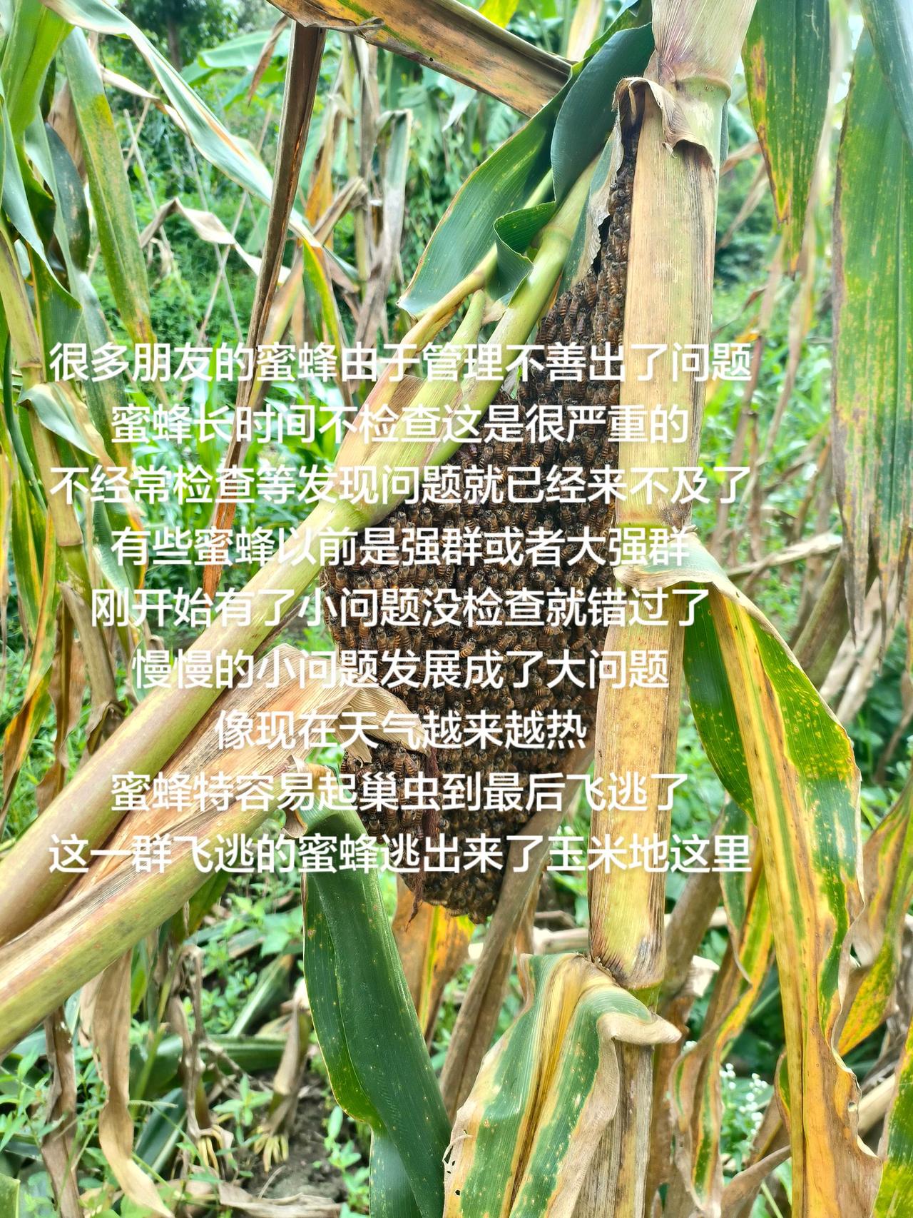 很多朋友的蜜蜂由于管理不善出了问题蜜蜂长时间不检查这是很严重的不经常检查等发