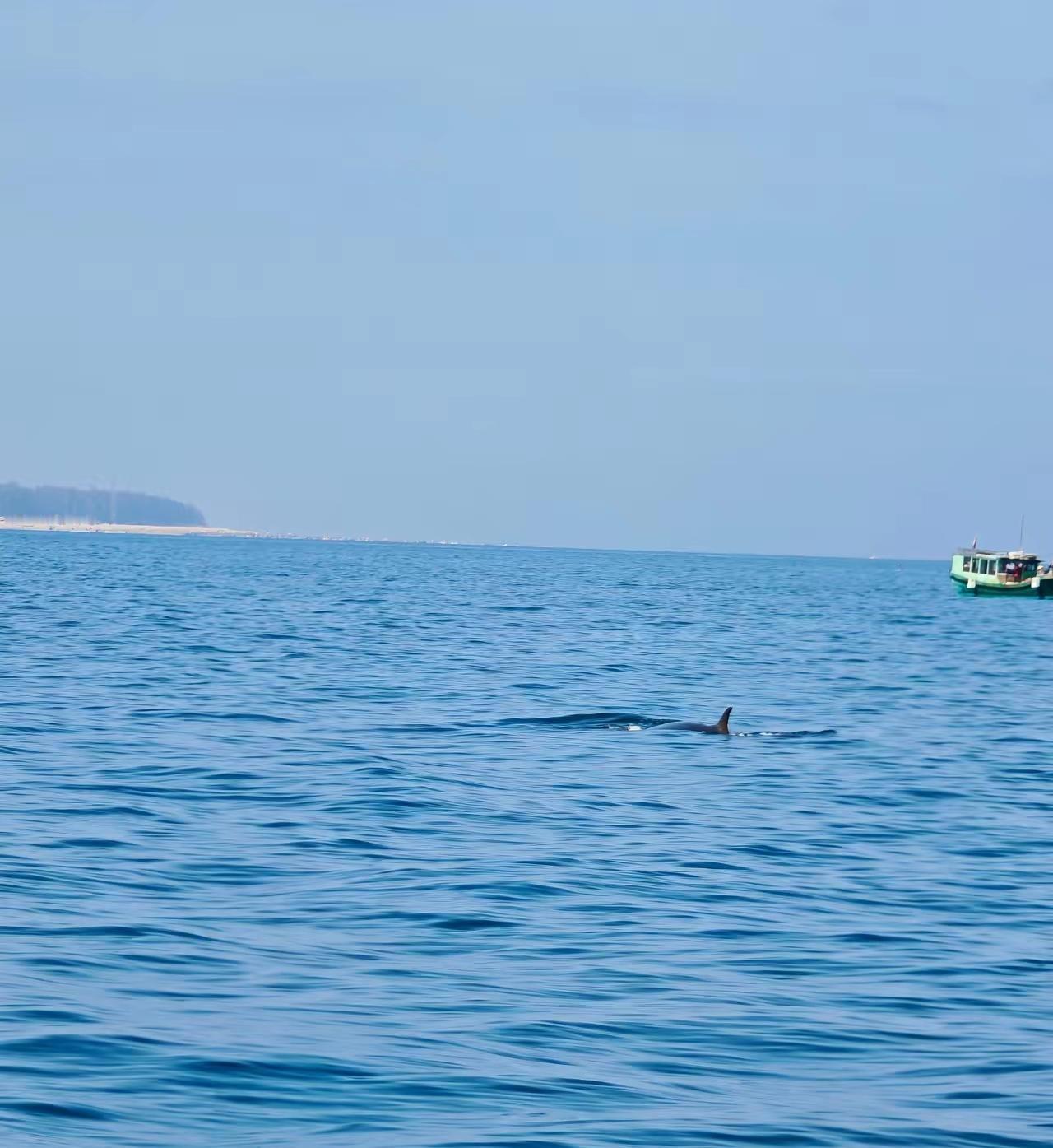 ​北海围洲的海域内，惊奇的出现了鲸群，这是非常少见的现象。在平时往日的时候，几乎