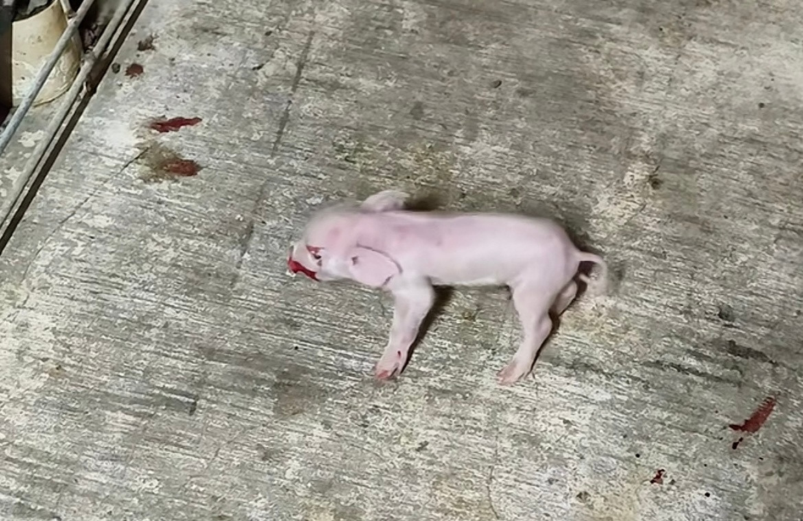 我开始理解那些虔诚的素食主义者了😭