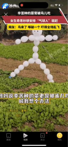 这个姑娘真有才！妈妈辛辛苦苦种了不少的菜，但是鸟儿太多，菜根本长不起来，妈妈求助