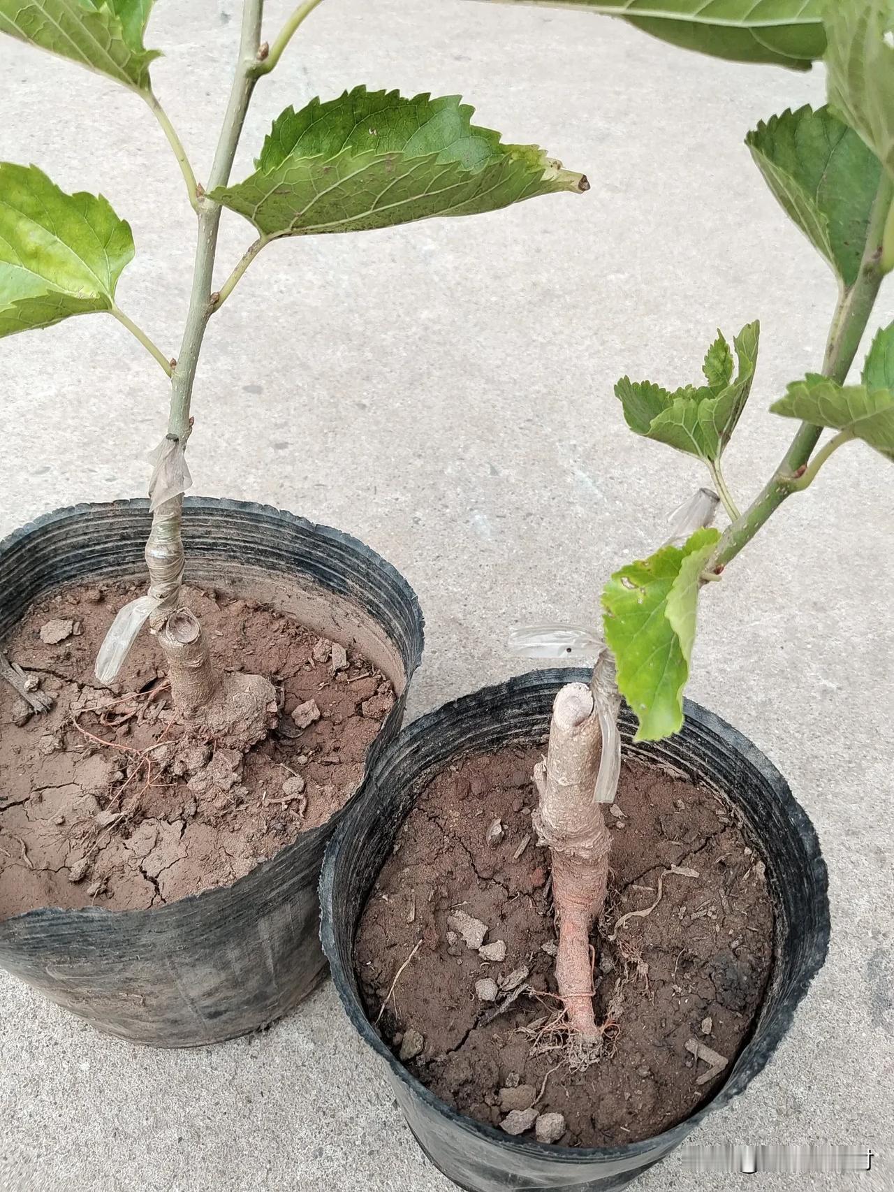 今天花40元买两棵桑树苗，摊主表示是大桑葚，已经嫁接过的，下年就可挂果。买回来后