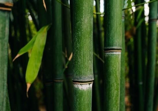 美国怕竹子疯长毁坏房屋生态而严厉禁种，咱国内却种出了超1亿亩的“绿色银行”。同样