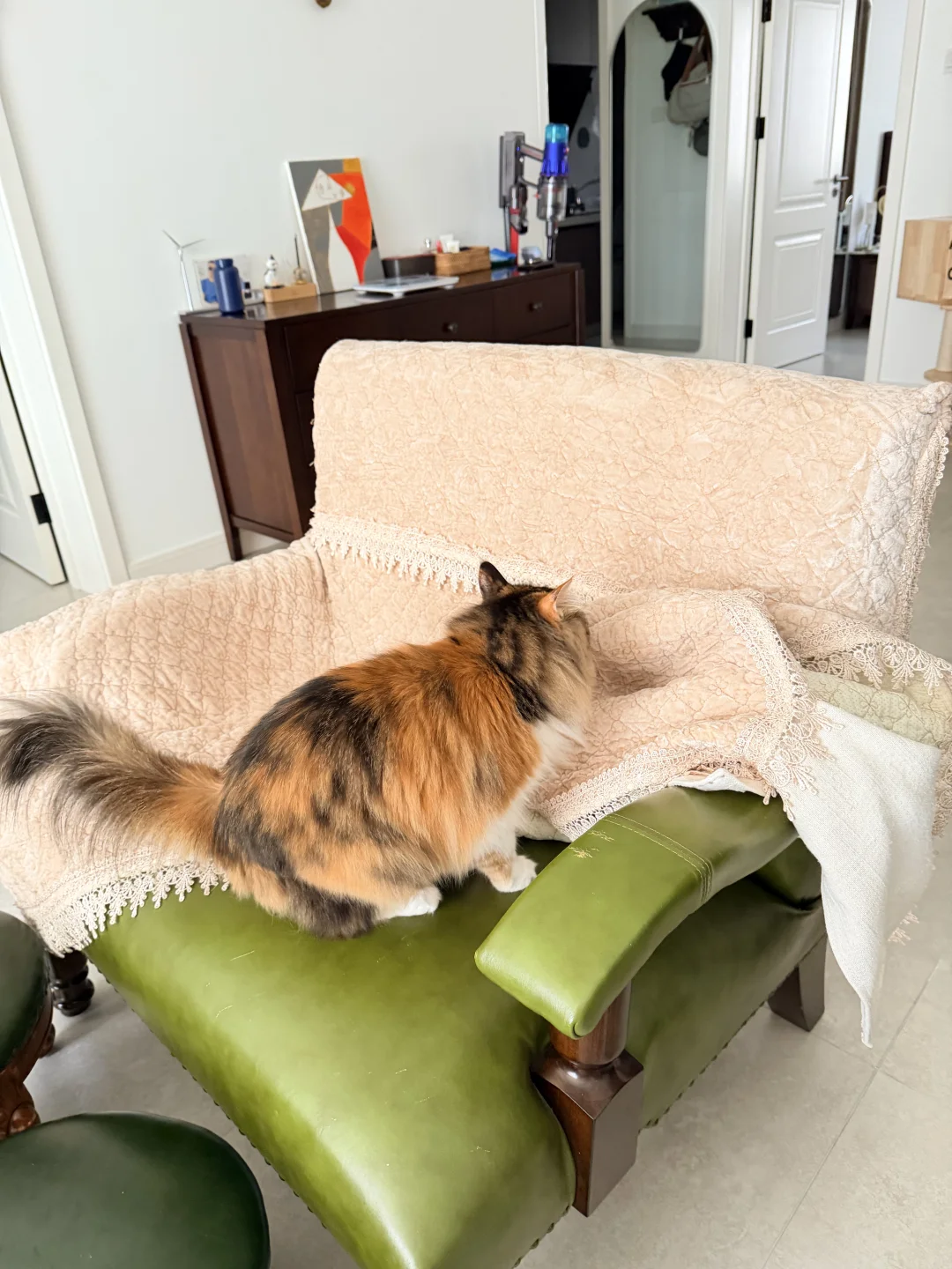 养猫人的沙发，懂得都懂