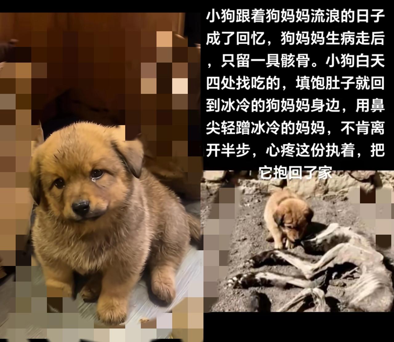 谁看了不心疼啊！流浪小狗守着狗妈妈骸骨不肯走的样子，比任何煽情文案