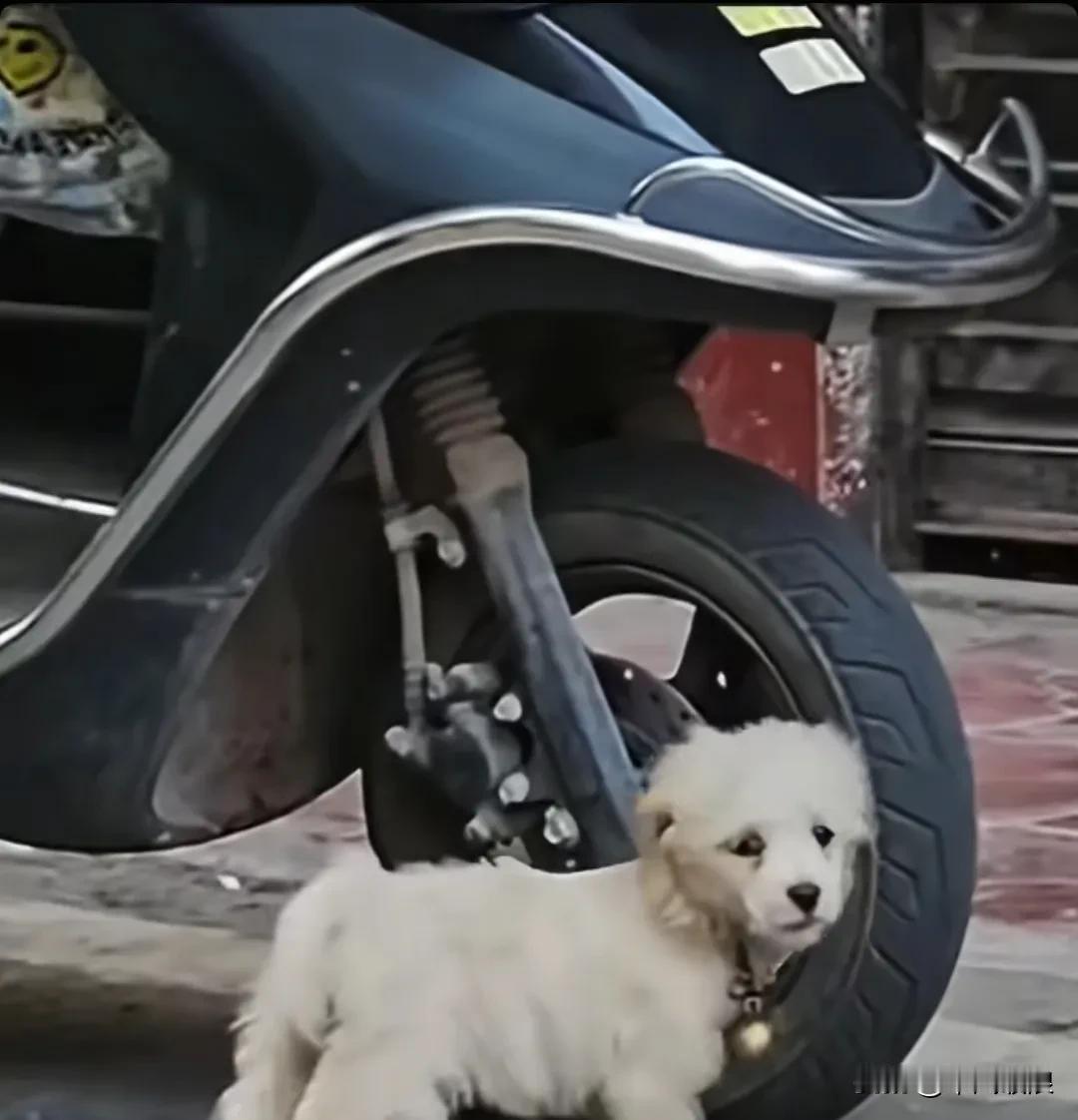 小狗跟主人走散后，在街上认出了主人的电动车，十分着急的它在车旁等候着，两只小眼睛