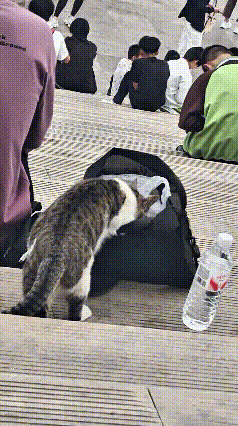 乖乖嘞，出来旅游碰见这么调皮的流浪猫，真是又好笑又无奈。公然蹲在台阶上，把头扎