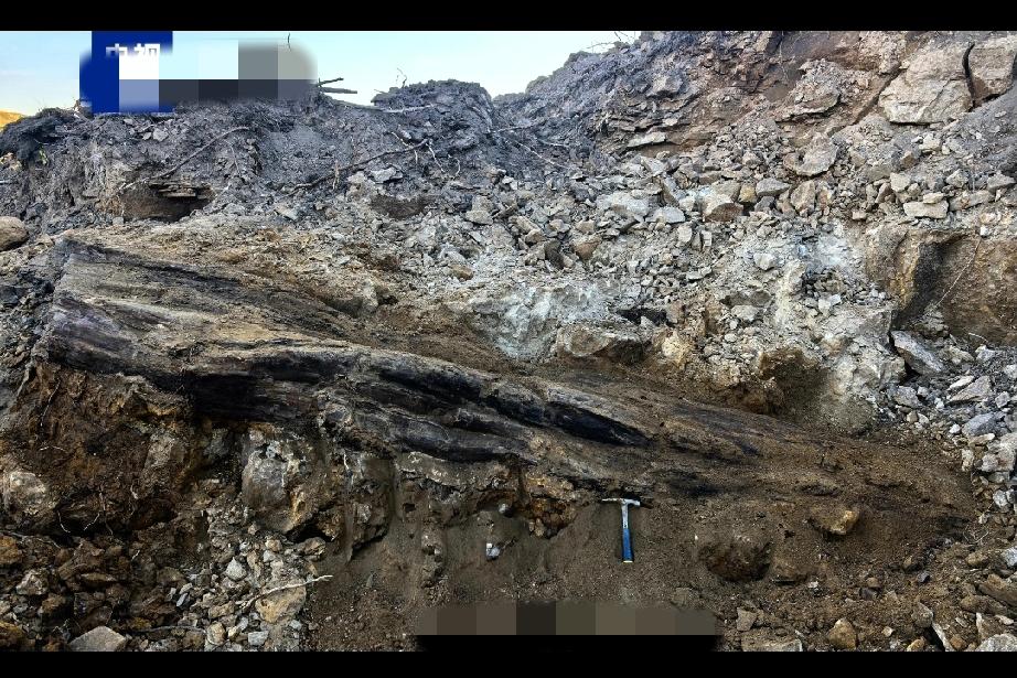 山西工地挖出2.9亿年