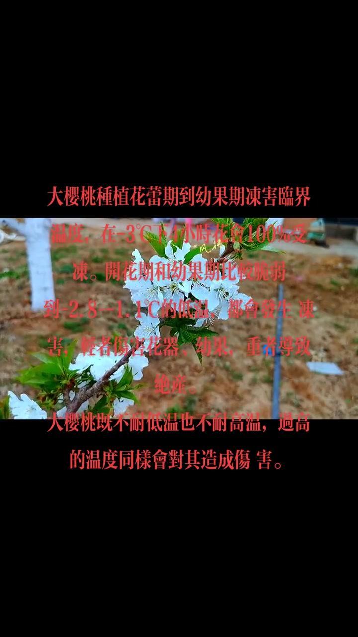 🍒大樱桃花期受冻临界温度要注意！早春昼夜温差大，一旦温度低于-2℃，就可能冻伤