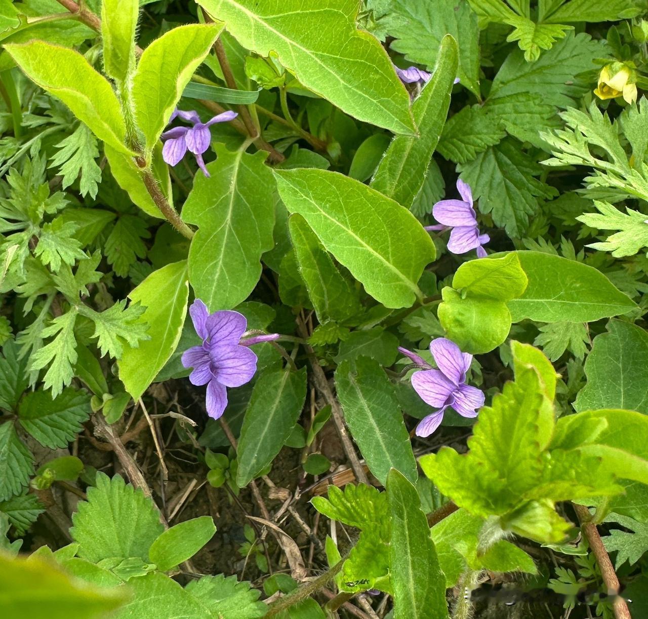 为什么越来越多的人负债？因为这是一个被设计好的局。政策放出了红利，银行想要，