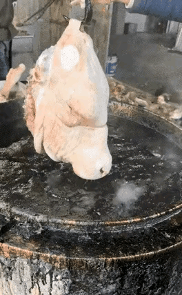 原来猪头上的毛，是这样搞的，效率快，比起人工拔毛，那是没得说的，可话说回来，人工